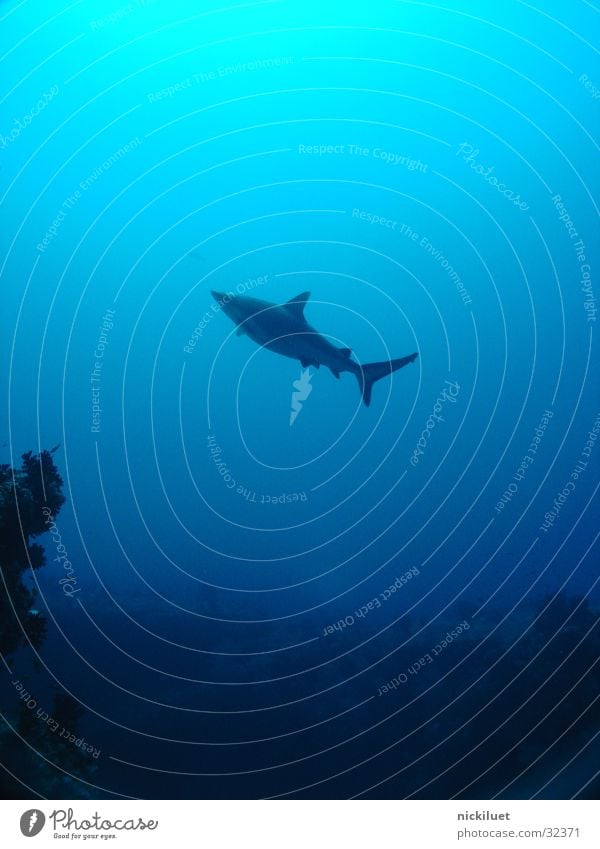 Hai Haifisch Malediven Meer Fisch Unterwasseraufnahme blau