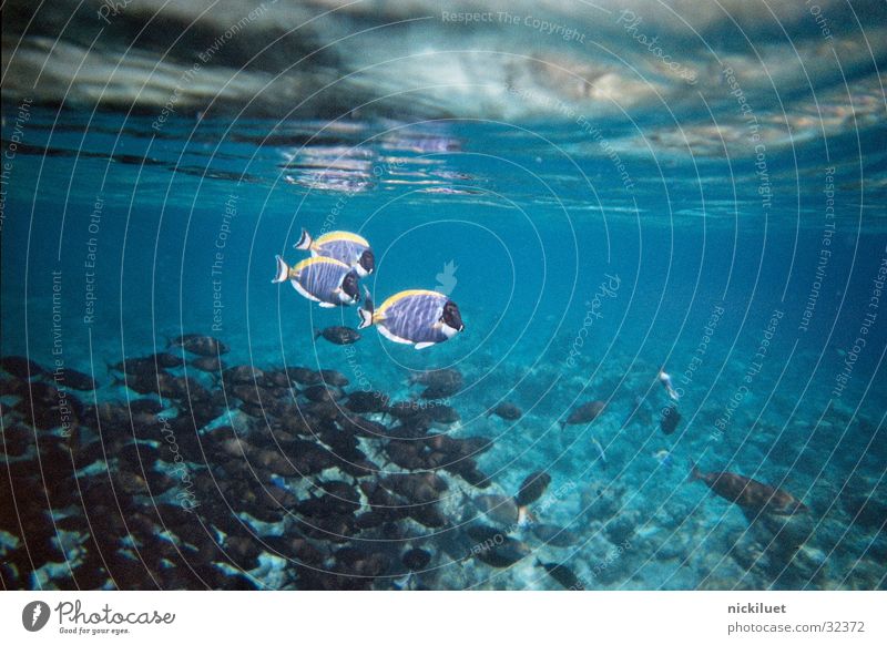 Dori Unterwasseraufnahme Findet Nemo Malediven Verkehr Fisch Wasser