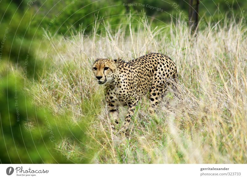 Gepard in Africa / Afrika - Kruger Krüger National Park Safari Gras Tier Wildtier 1 laufen elegant gelb grün Farbfoto Außenaufnahme Menschenleer Tag