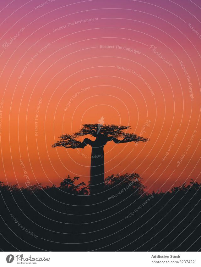 Wunderschöner Sonnenuntergang zwischen riesigen Affenbrotbäumen baobab Sonnenaufgang Himmel Tourismus Madagaskar Afrika Gasse Allee Morgen Silhouette reisen