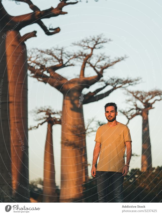 Mann steht bei Sonnenuntergang in der Nähe von Baobab baobab vergleichen menschlich Riese Höhe Tourismus Madagaskar Afrika Gasse Allee Morgen reisen hoch Straße