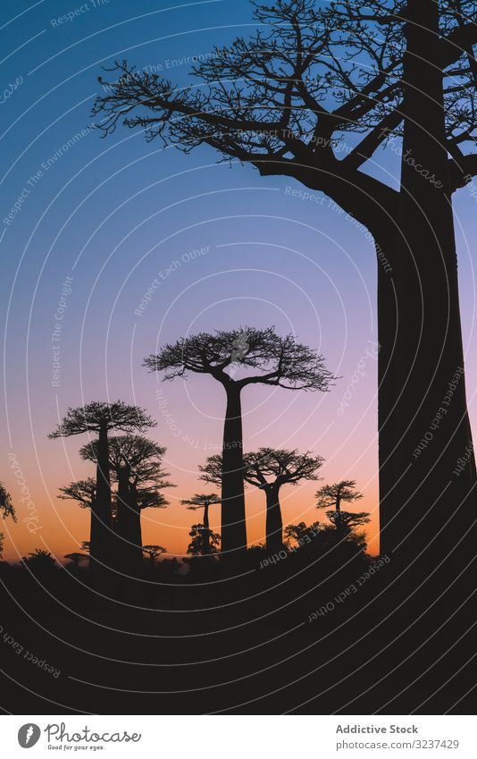 Wunderschöner Sonnenuntergang zwischen riesigen Affenbrotbäumen baobab Sonnenaufgang Himmel Tourismus Madagaskar Afrika Gasse Allee Morgen Silhouette reisen