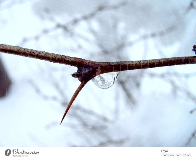 Dorn im Winter Sträucher Baum Pflanze Stachel Wassertropfen Detailaufnahme Makroaufnahme Winteraufnahme Ast Spitze Schnee