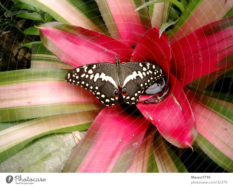 Schmetterlingsblume Blume Kaktus Tier Garten Natur