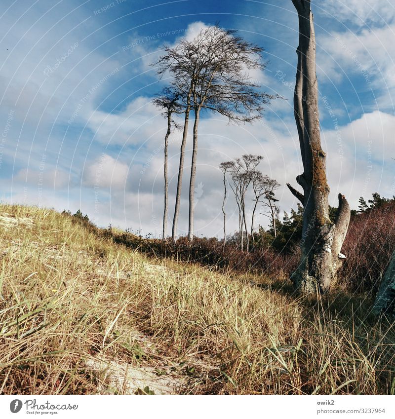 Schlank und rank Ausflug Umwelt Natur Landschaft Pflanze Sand Himmel Wolken Horizont Herbst Schönes Wetter Baum Gras Sträucher Ostsee Weststrand stehen Wachstum