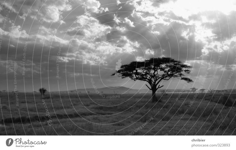 Baum im Abendlicht Schwarzweißfoto Natur Einsamkeit Außenaufnahme Menschenleer Landschaft Himmel ruhig grau Umwelt Sonnenstrahlen Akazie Afrika Tansania