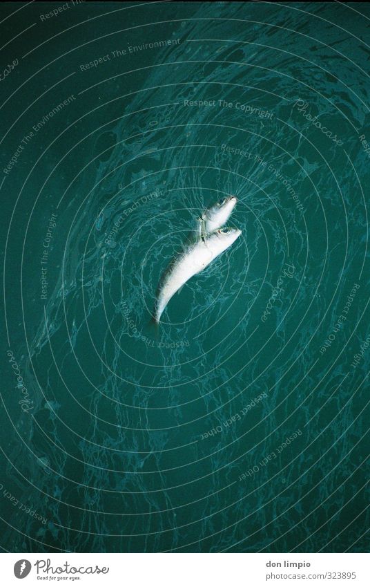 Sardinen in Öl fisch Wasser Fisch blau Meerwasser Nahaufnahme Tier Farbfoto Katastrophe Umweltverschmutzung Tod Menschenleer Außenaufnahme Tierporträt