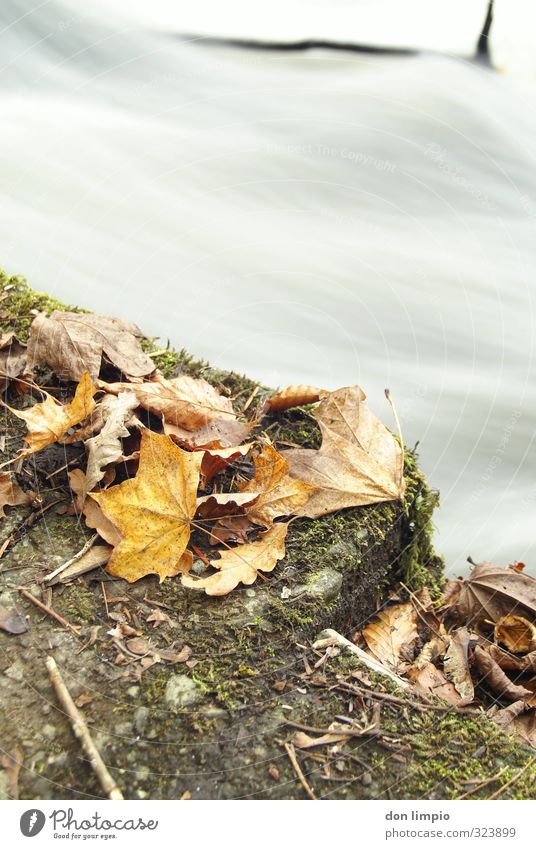 Herbst Umwelt Natur Blatt Flussufer cong river dehydrieren kalt Rauschen fließen welk Haufen gelbgold Farbfoto Außenaufnahme Nahaufnahme Menschenleer