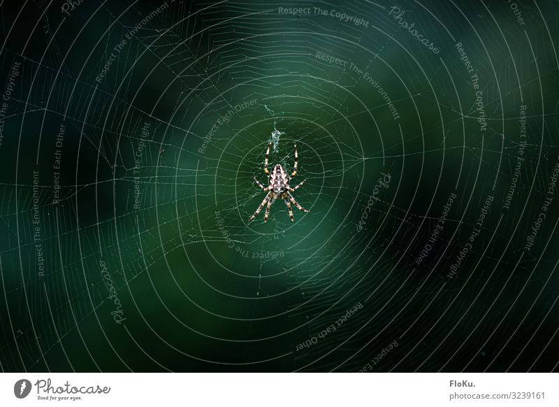 Spinne im Netz Umwelt Natur Tier Wildtier 1 Ekel Spinnennetz Insekt rund natürlich Angst Farbfoto Außenaufnahme Detailaufnahme Menschenleer Textfreiraum links