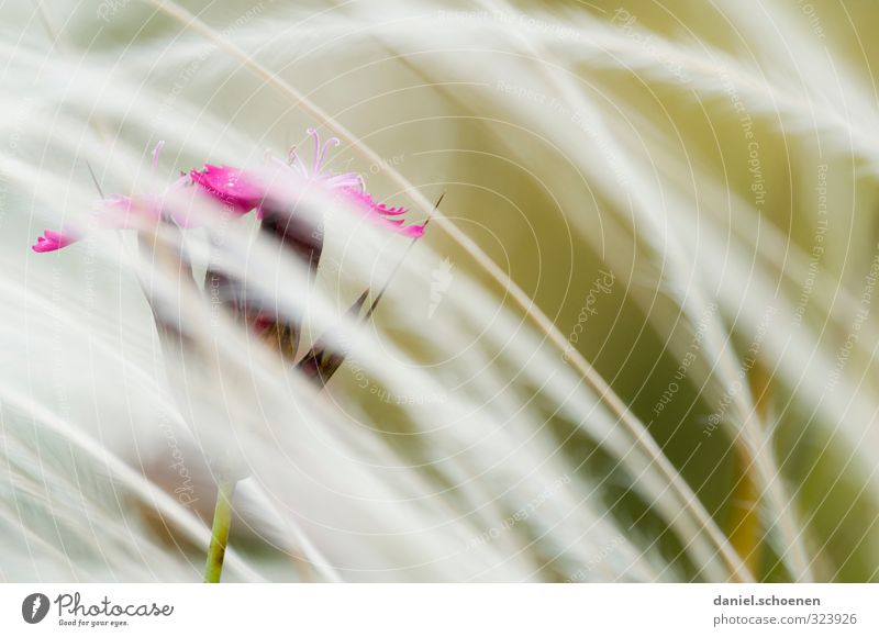 Blümchenbild Natur Pflanze Blume Gras Blüte hell rosa rot Makroaufnahme Textfreiraum rechts Schwache Tiefenschärfe
