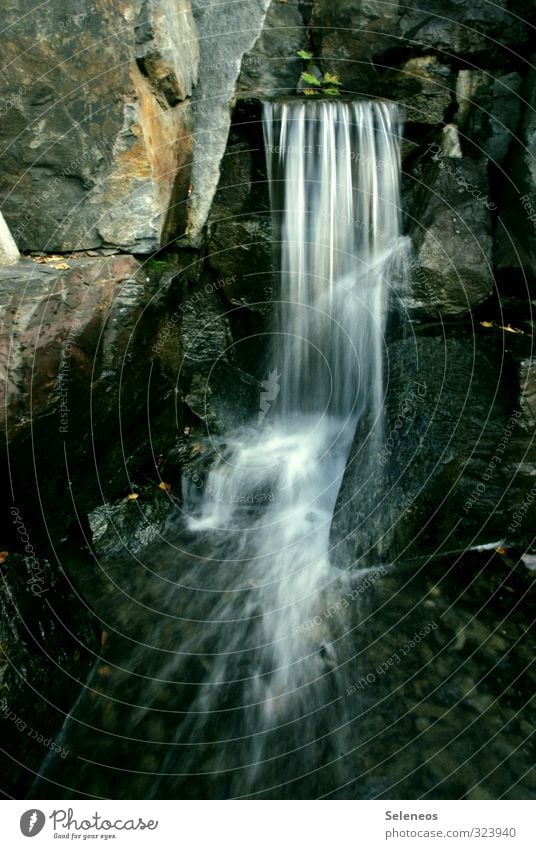 Langzeit harmonisch Zufriedenheit Sinnesorgane Erholung ruhig Umwelt Natur Wasser Park Bach Fluss Wasserfall frisch nass natürlich Farbfoto Außenaufnahme