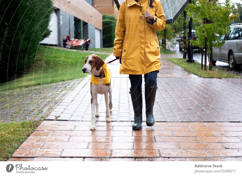 Frau geht mit Hund im Umhang auf der Straße spazieren laufen Tier Haustier Zusammensein Regen urban gelb Jacke Kapuze Freundschaft Begleiter anleinen lässig