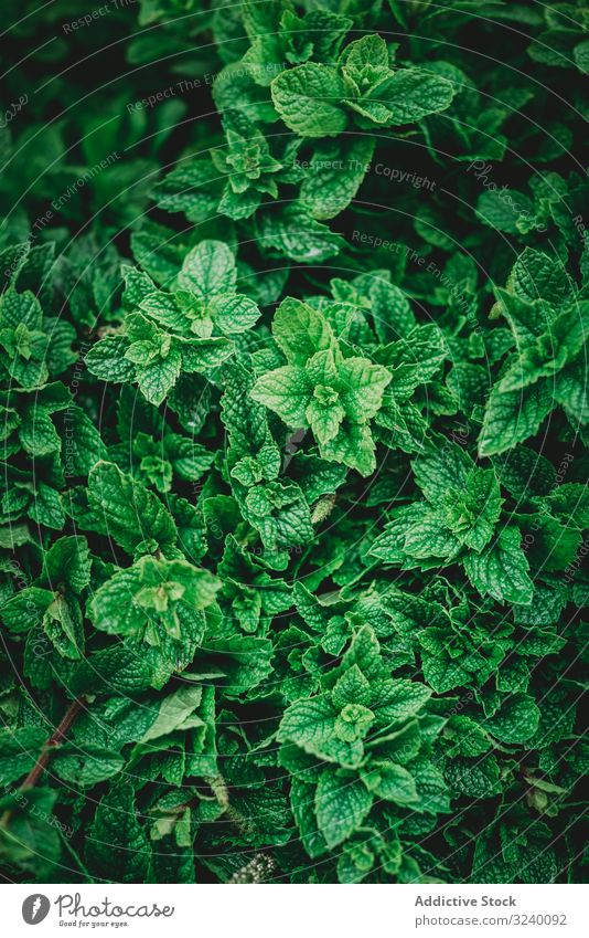Blätter des Minzestrauchs im Garten Blatt Buchse grün Aroma Gewürz Pflanze Wachstum Marrakesch Marokko Kraut natürlich organisch roh reif üppig (Wuchs) Grün