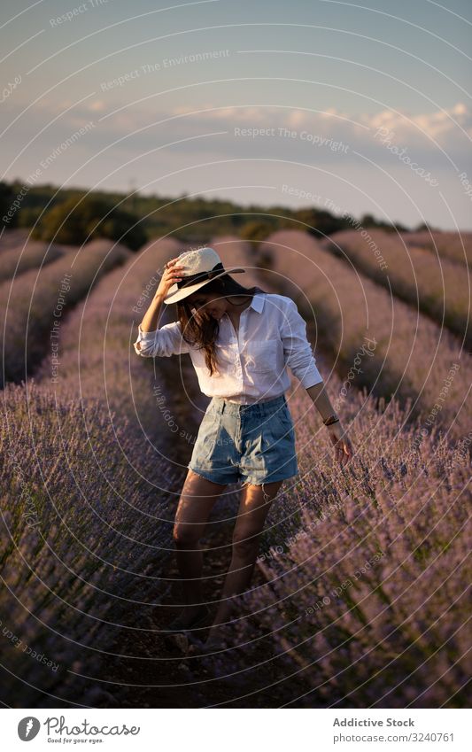 Frau geht im Lavendelfeld spazieren Feld Spaziergang Sommer Natur Buchse Blume stylisch lässig schlank Hut tagsüber Flora Pflanze Wachstum Vegetation