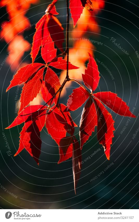 Leuchtend rote Blätter am Baum im Sonnenlicht Laubwerk Ast Herbst fallen Natur natürlich orange lebhaft farbenfroh Pflanze Umwelt saisonbedingt Botanik Wald