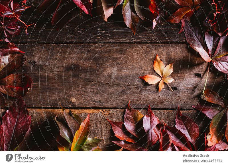 Orange und rote Herbstblätter auf Holzoberfläche Blätter Laubwerk Layout Hintergrund Detailaufnahme Zusammensetzung abstrakt leer Rahmen übersichtlich Ordnung