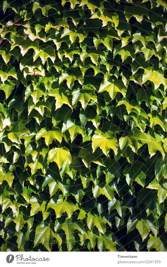 Wilder Wein - jede Menge Pflanze Blätter grün schwarz Mauer Licht Schatten Wand Natur Blatt Menschenleer Kletterpflanzen Außenaufnahme