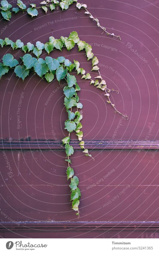 Efeu - sachte vorfühlend Efeublätter Efeuranken grün Wand Hintergrund alt Farbe Außenaufnahme Natur Menschenleer Kletterpflanzen Ranke