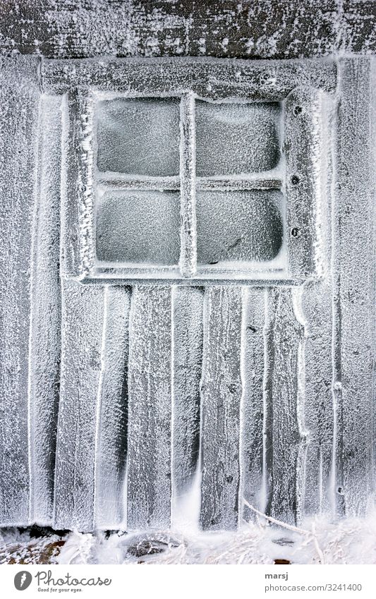 Kälte pur Winter Eis Frost Schnee Hütte Mauer Wand Fenster Holzwand kalt natürlich Einsamkeit Erschöpfung Sprossenfenster gefroren Kälteschock Farbfoto