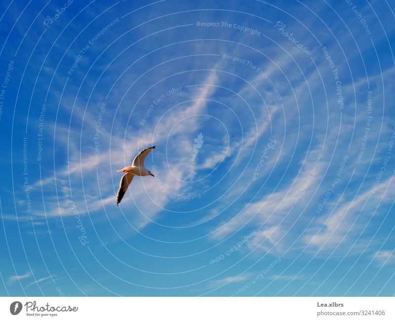 Freiheit Umwelt Natur Luft Himmel Wolken Sonne Sommer Herbst Wetter Schönes Wetter Wärme Küste Strand Bucht Meer Tier Wildtier Vogel Flügel Möwe 1 entdecken