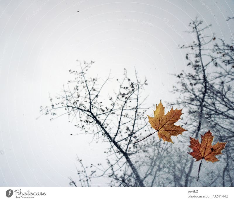 Fallbeispiel Umwelt Natur Himmel Herbst schlechtes Wetter Regen Baum Zweige u. Äste Ahornblatt liegen Zusammensein oben orange ruhig Idylle Verfall