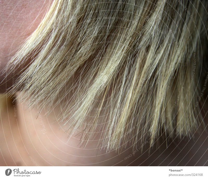 frisch geschnitten schön Haare & Frisuren feminin 1 Mensch blond Wachstum Spitze Haarspitze Haarfarbe Farbe Farbfoto Innenaufnahme Detailaufnahme Tag