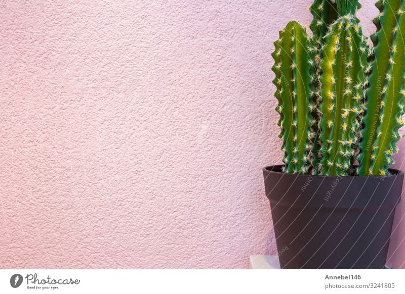 Grüner Kaktus auf dem Hintergrund einer hellrosa Wand. Topf Stil Design Freude Sommer Garten Dekoration & Verzierung Kunst Natur Landschaft Pflanze Blume Mode