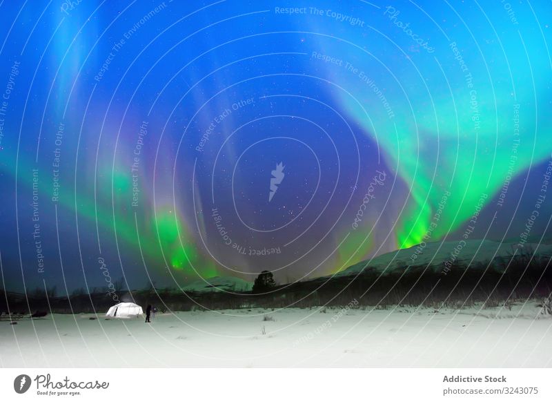 Polarlichter über Bäumen in der Winterlandschaft Nordlicht Nacht Landschaft Schnee Konifere Wald glühen grün atmosphärisch Natur kalt cool polar Wetter niemand