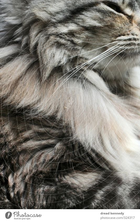 Kätzchen Tier Haustier Katze 1 nah Katzenbaby Fell Auge schön Nahaufnahme Gedeckte Farben Außenaufnahme Muster Strukturen & Formen Textfreiraum links