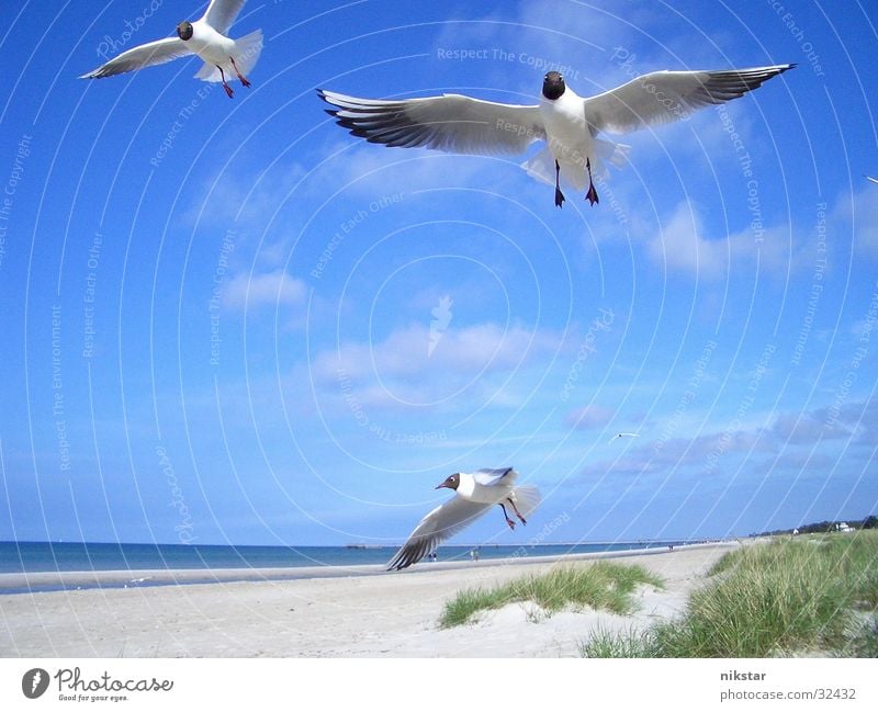 Möwen Vogel Strand Meer Darß fliegen Wasser Himmel Ostsee