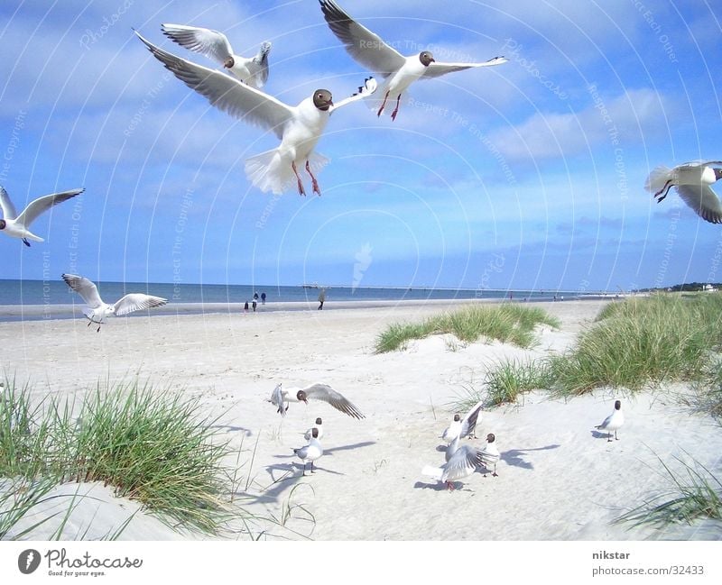 möwen 2 Möwe Vogel Strand fliegen frei mehr Himmel blau Ostsee