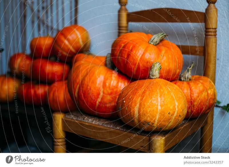 Orange glänzende Kürbisse auf Stühlen komponiert Ernte Herbst fallen pulsierend Feiertag Ordnung Sammlung Ackerbau Stuhl frisch Schnitzereien orange Entzug