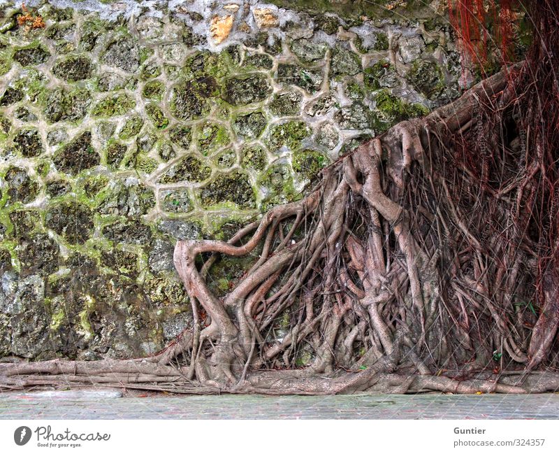 Platzmangel Natur Pflanze Urelemente Baum Wildpflanze braun gelb grün rot Wurzel alt bewachsen Wand netzartig Farbfoto mehrfarbig Außenaufnahme Detailaufnahme