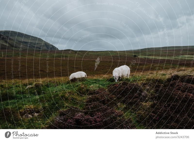 Kühe weiden an bewölktem Tag auf dem Herbstfeld Kuh Feld Landschaft Gras Natur Cloud bedeckt Tal Himmel Schottland vereinigtes königreich Rind heimisch Tier