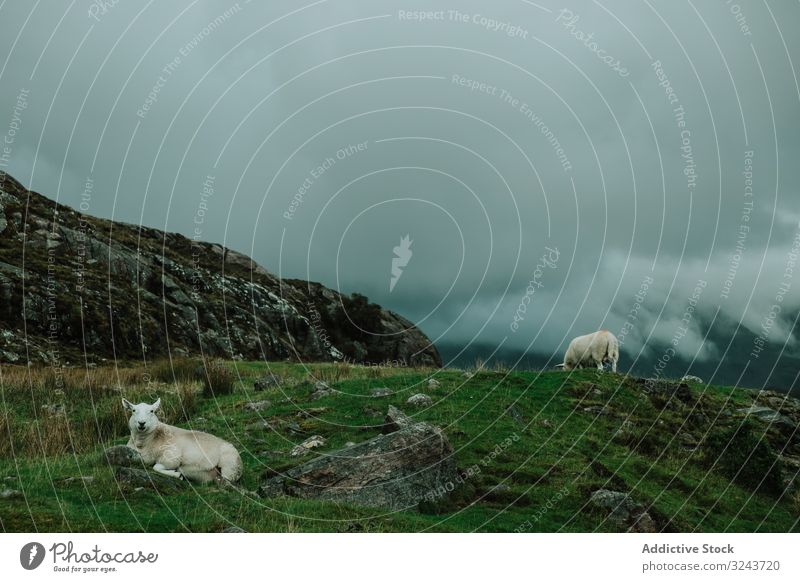 Schafe weiden auf einem Feld in der Nähe von Bergen Berge u. Gebirge wild Schottland Wiese Hügel weidend Tier Gras Bauernhof Natur Landschaft Schwarm Herde