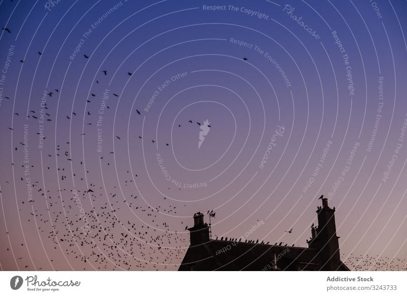 Vögel fliegen am Abendhimmel um die Hütte Vogel Dach Fliege Sonnenuntergang Schwarm Haus Himmel Landschaft Cottage Schottland vereinigtes königreich Natur Dorf