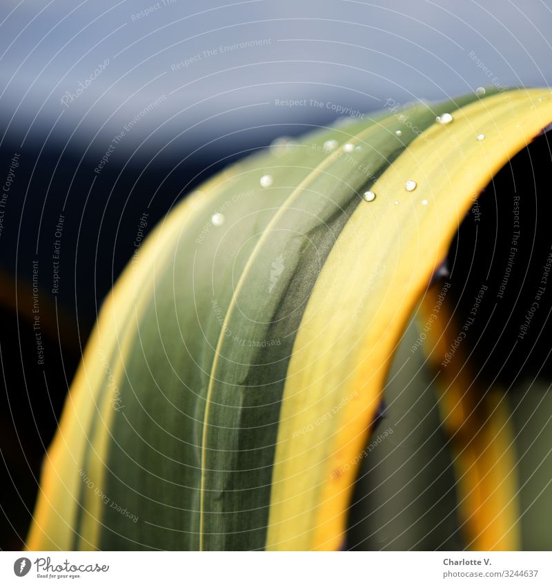 Biegung | Agavenblatt mit Wassertropfen Agavengewächs Natur Pflanze Pflanzenteile Nahaufnahme Blatt Außenaufnahme Strukturen & Formen grün gelb Botanik Umwelt