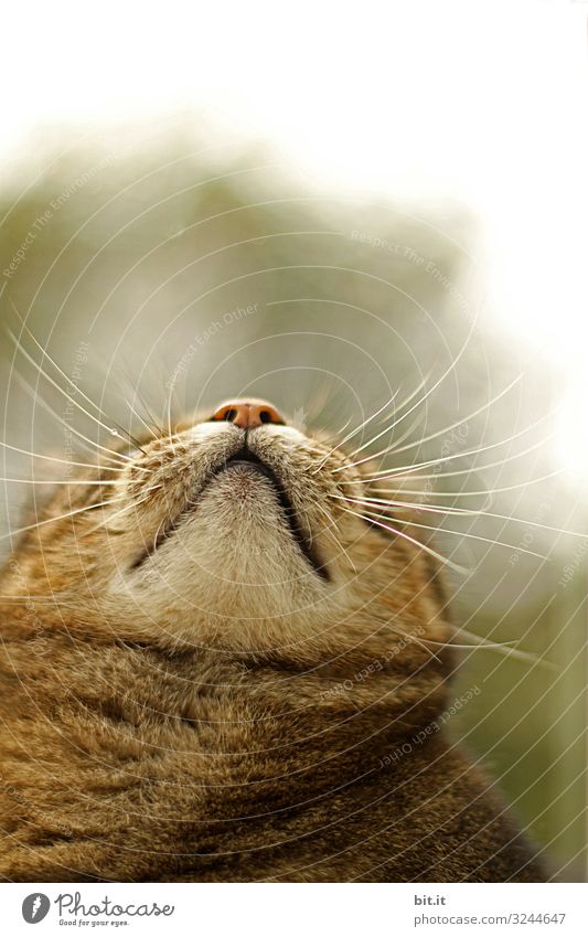 Ornithologenblick Umwelt Natur Himmel Tier Haustier Katze beobachten Blick Gesundheit Glück niedlich braun Tigerkatze Tigerfellmuster Vogel Blick nach oben