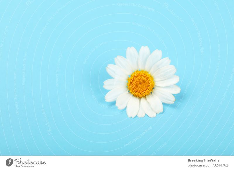 Nahaufnahme einer Kamillenblüte über blau schön Gesundheit Gesundheitswesen Alternativmedizin Medikament Natur Pflanze Frühling Blüte frisch oben gelb weiß