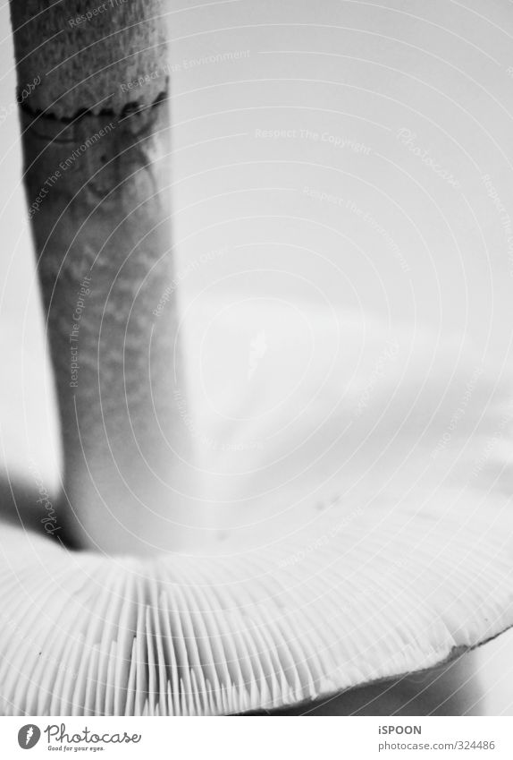 Pilz II Pilzhut dehydrieren Wachstum unten grau herbstlich Herbst Schwarzweißfoto Innenaufnahme Makroaufnahme Kunstlicht Kontrast Silhouette