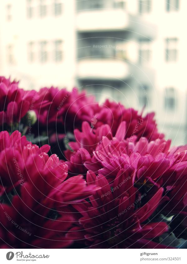 berliner gewächs Pflanze Blume Blüte Stadt Hauptstadt Stadtzentrum Haus Bauwerk Gebäude Architektur Fassade Balkon Fenster Blühend Gegenteil Stadtkind