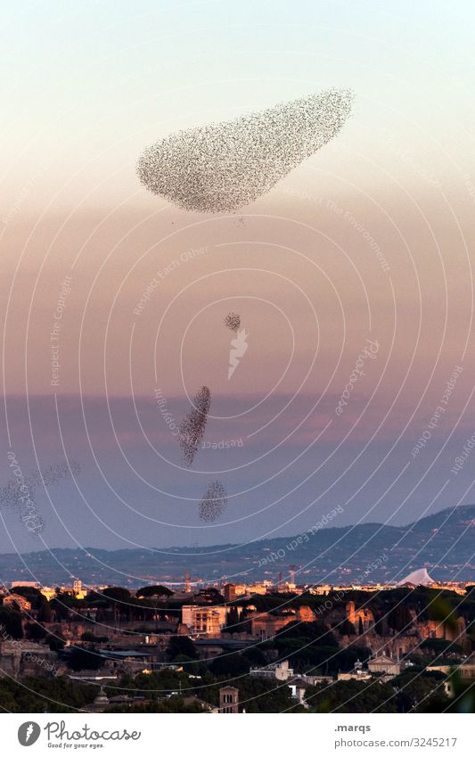 Schwärmerei Landschaft Himmel Sommer Schönes Wetter Rom Vogel Star Schwarm fliegen außergewöhnlich einzigartig Kommunizieren Teamwork Zusammenhalt Farbfoto