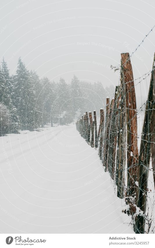 Winterwald mit verschneiten Bäumen Schnee Baum Wald laublos gefroren Frost Wälder ruhig gebogen Lehnen Norwegen Natur stumm Landschaft leer minimalistisch