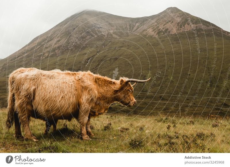 Hochlandrind weidet im grünen Grasland am Fuße eines Berges Kuh Wiese Rind Berge u. Gebirge Symbol Tier Schottland heimisch bovin Säugetier Weide Hügel fluffig