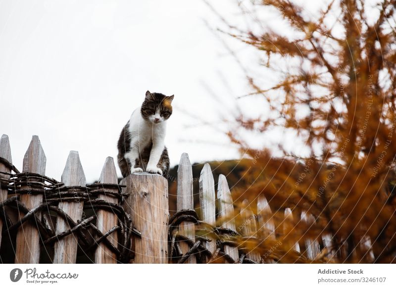 Katze sitzt an einem sonnigen Herbsttag auf dem Zaun Sitzen Himmel katzenhaft Natur Baum Haustier Dorf Saison Urlaub fluffig Fell niedlich pelzig Tier Säugetier
