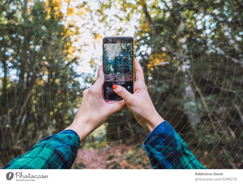 Gelegenheitstourist macht Foto auf Smartphone von Natur unter Herbst Baum Wälder benutzend Browsen Gerät Apparatur Wald Bild Fotokamera Blatt Urlaub farbenfroh