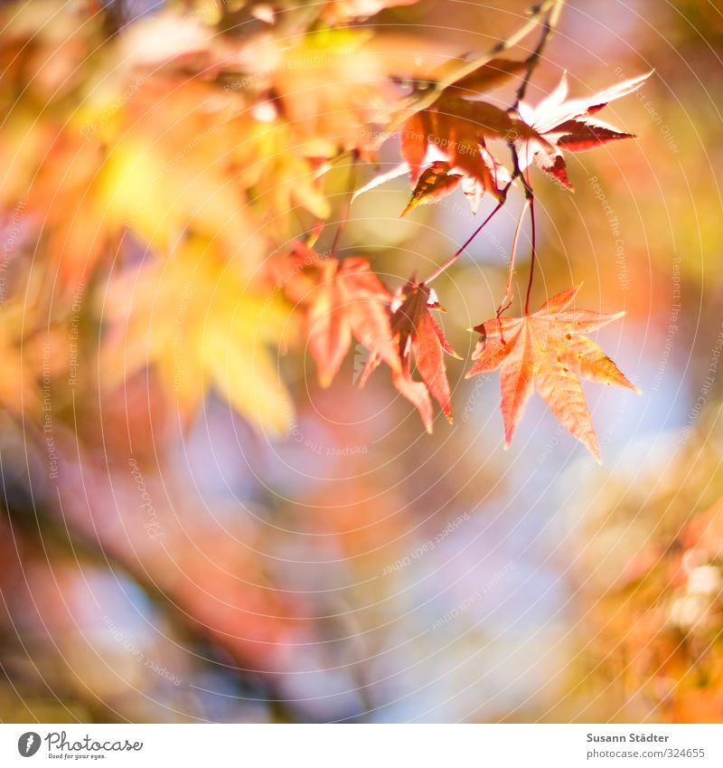 Herbst Sonne Blatt Fröhlichkeit mehrfarbig herbstlich Herbstfärbung Herbstbeginn Herbstwetter Stern Ahorn Außenaufnahme Tag Kontrast Sonnenlicht