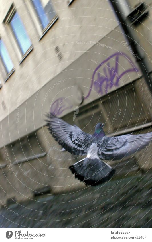 fliegende ratte Taube grau Hinterhof Durchgang trist Putz Wand Fenster Luftverkehr Flügel wings ratte der lüfte Pflastersteine