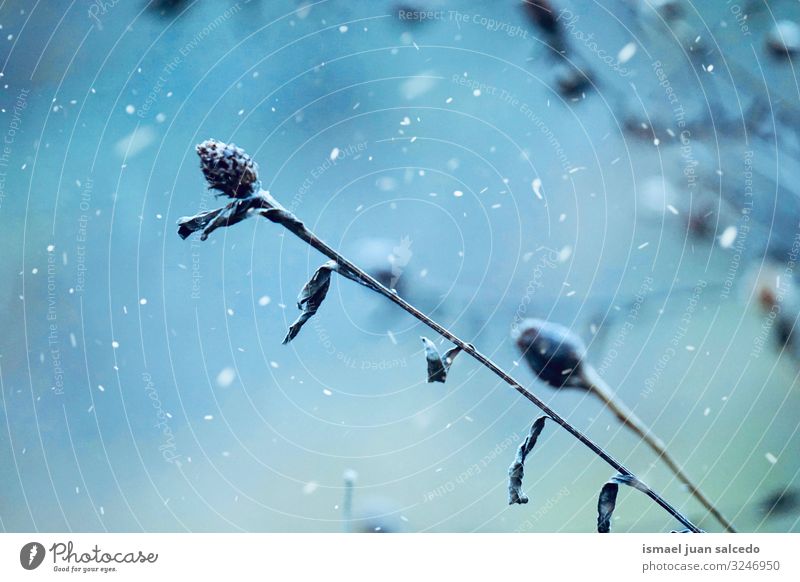 Schnee auf der Pflanze in der Natur, kalte und weiße Tage im Winter Blume Eis Frost gefroren Garten geblümt natürlich Beautyfotografie zerbrechlich Jahreszeiten