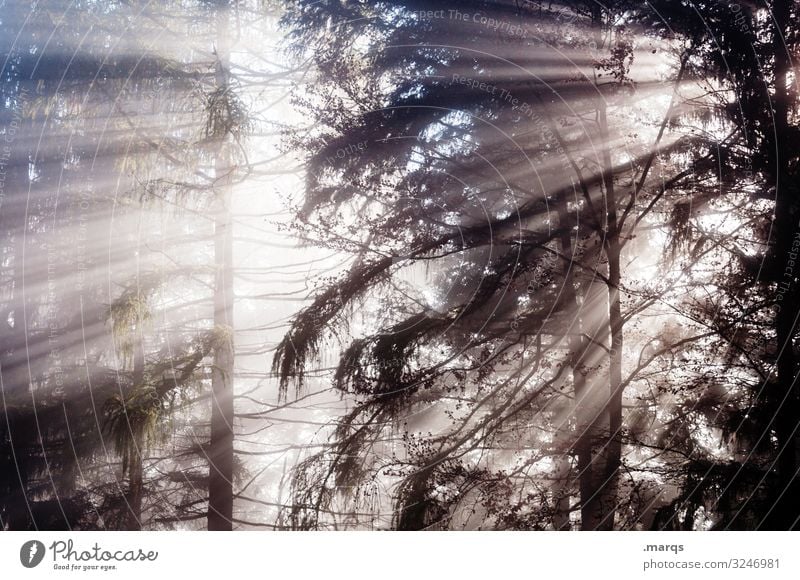 Erleuchtung Sonnenstrahlen Natur Stimmung Wald Nebel Klima Herbst Umwelt leuchten Urelemente Baum Morgen Jahreszeiten Lichterscheinung mystisch Sommer Mischwald